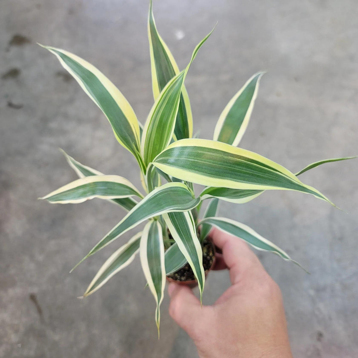 Sanderiana Variegated (Dracaena sanderiana) – Lucky Bamboo Variegated