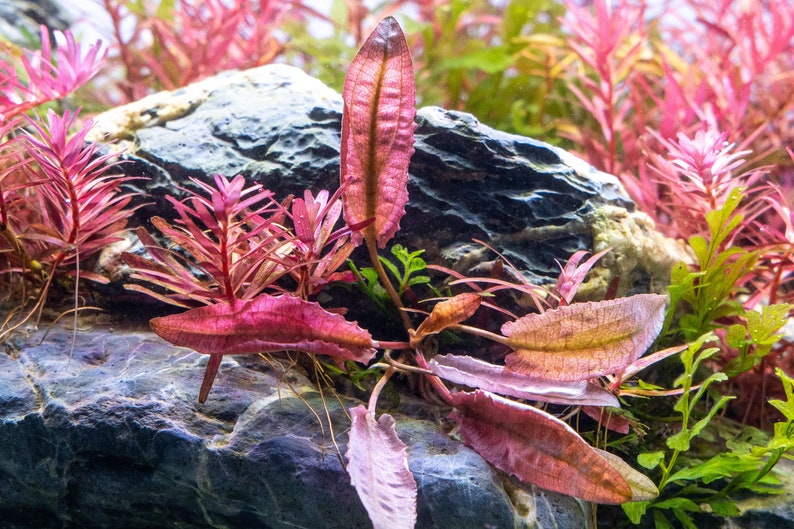 Cryptocoryne Pink Flamingo