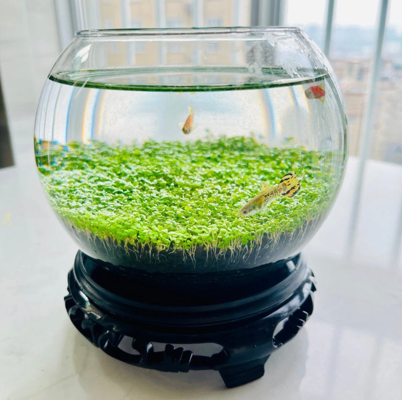 fish tank grass accessories Ecological Water Grass Tank Round Cylinder Set – PlantedPro