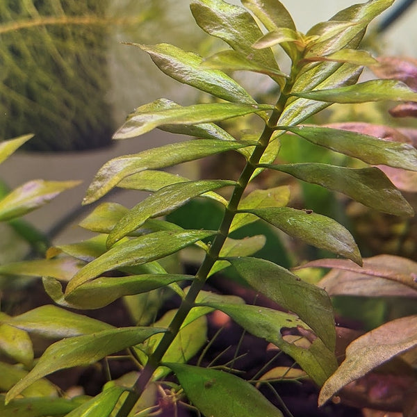 Ludwigia Arcuata 'Needle Leaf' Bundle