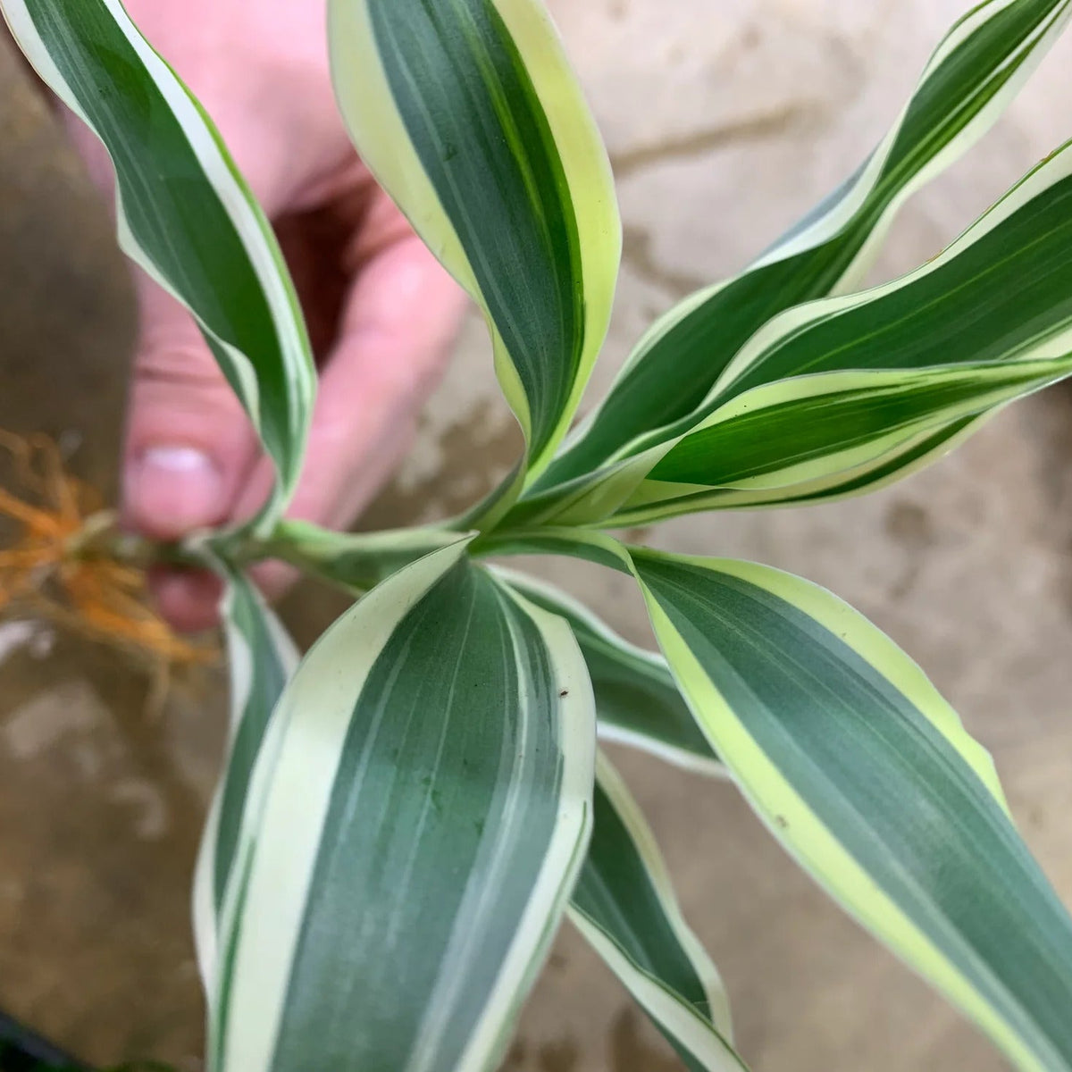 Sanderiana Variegated (Dracaena sanderiana) – Lucky Bamboo Variegated