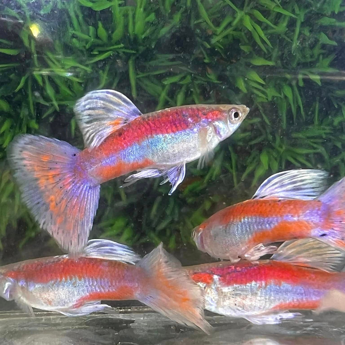 Pink Grass Guppy