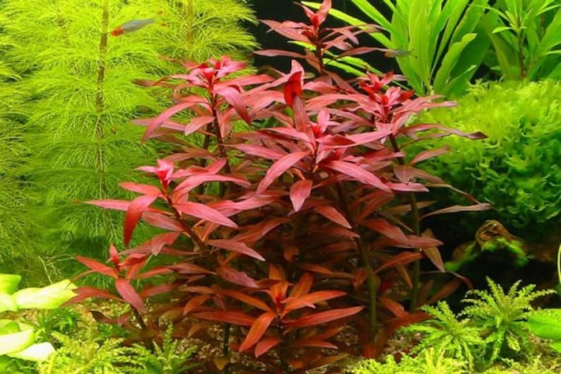 Ludwigia Peruensis