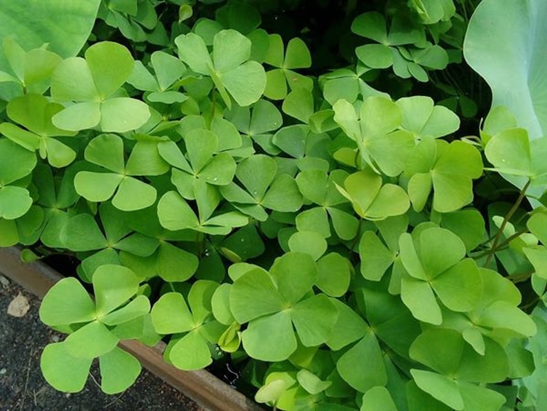 Dwarf 4 Leaf Water Clover (Marsilea Crenata)