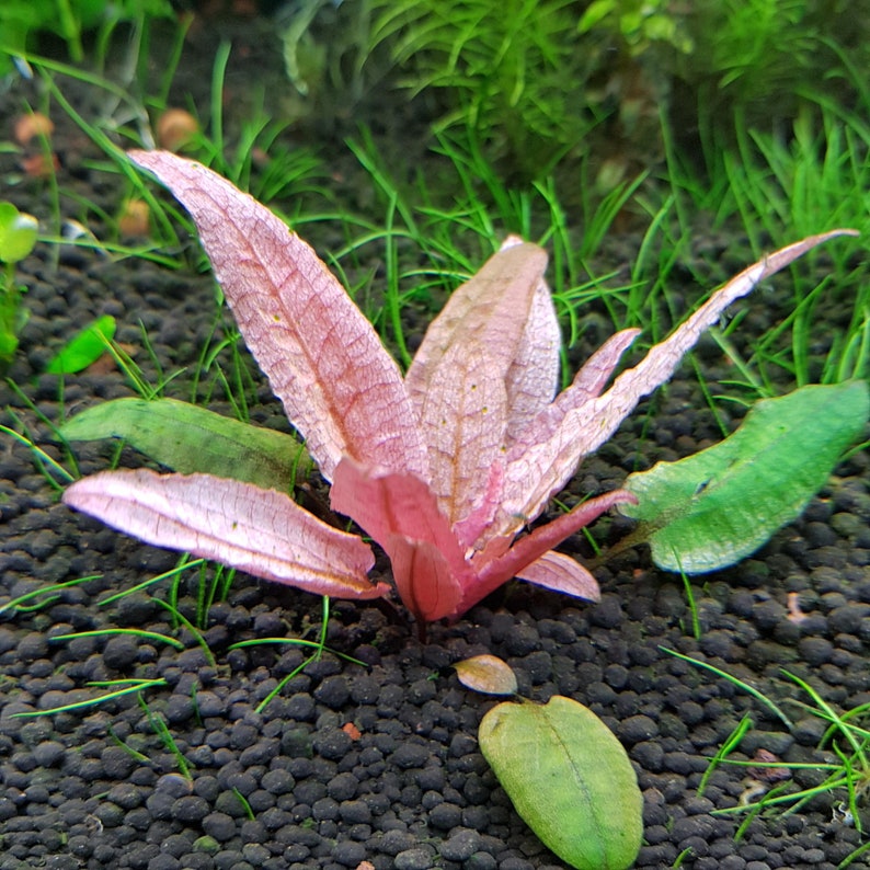 Cryptocoryne Pink Flamingo