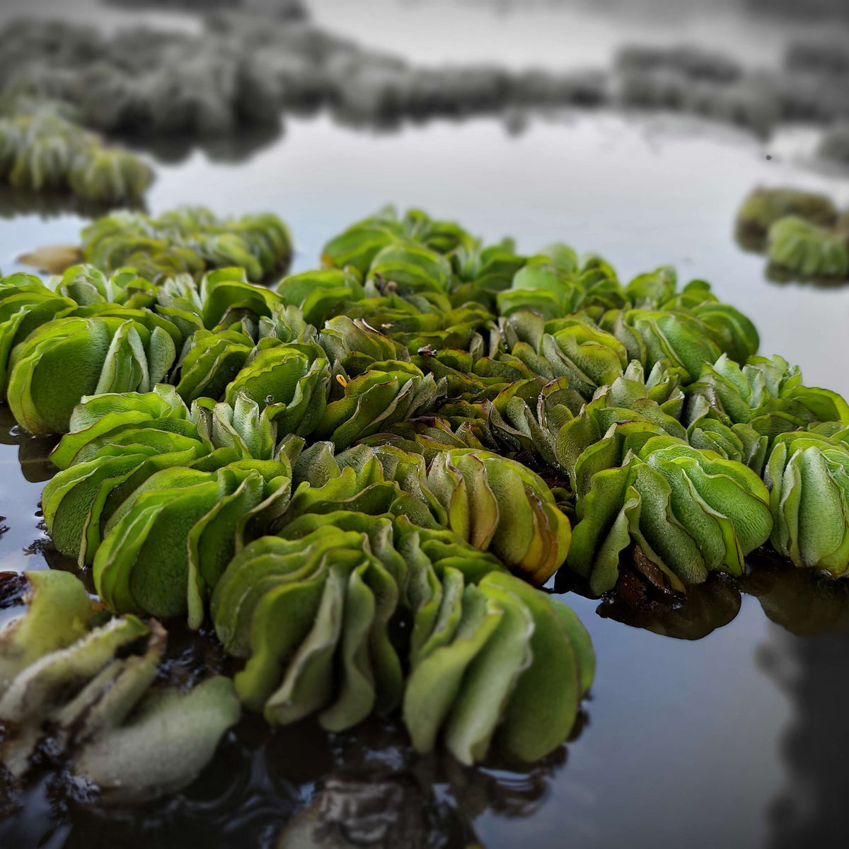 Salvinia Live Floating Aquarium & Pond Plant
