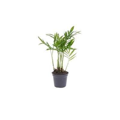 Bella Palm Chamaedorea Elegans Easy Live Plants Free Shipping
