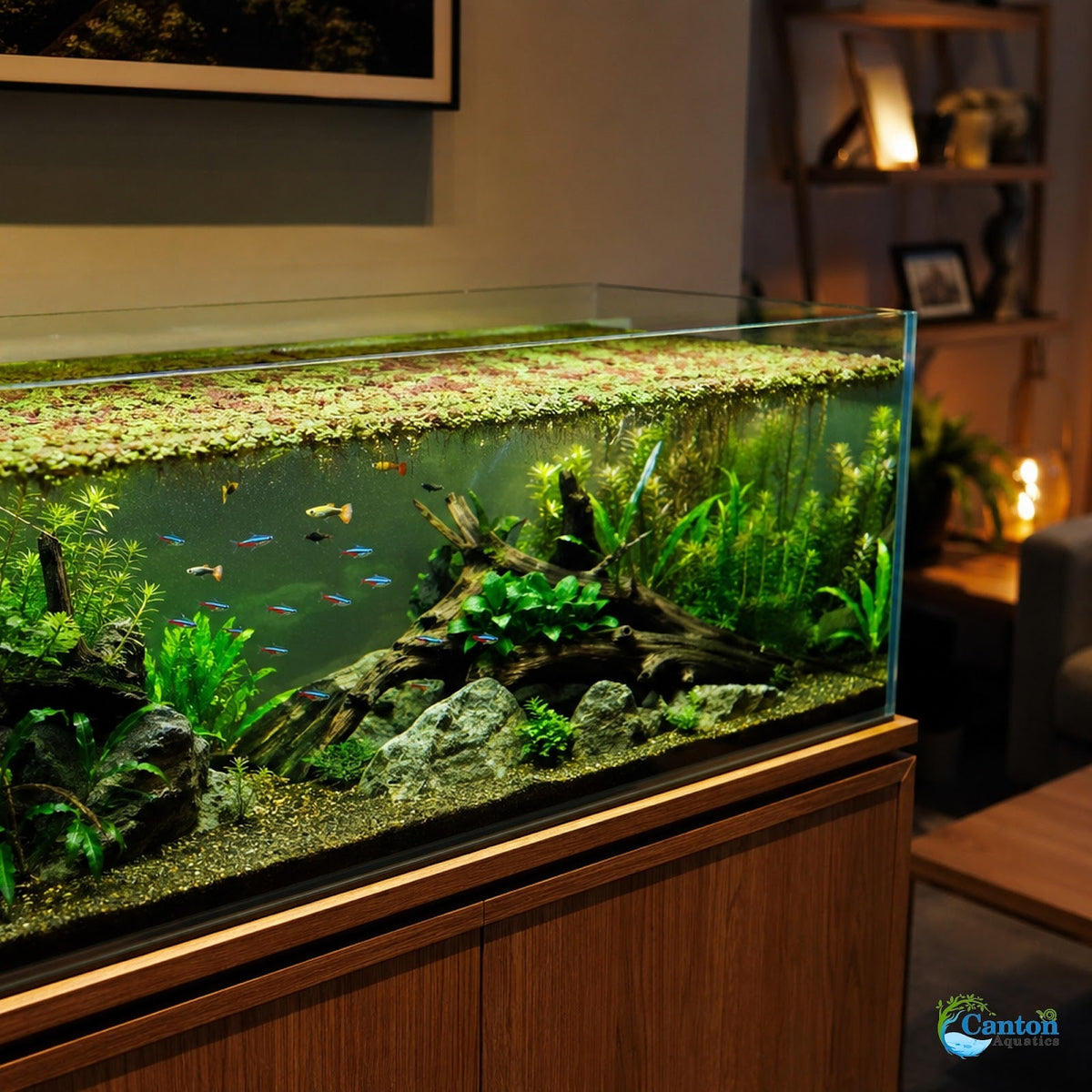 Azolla Filiculoides Water Velvet Floating Aquarium Plant Easy Care Mosquito Fern for Fish Tanks Ponds