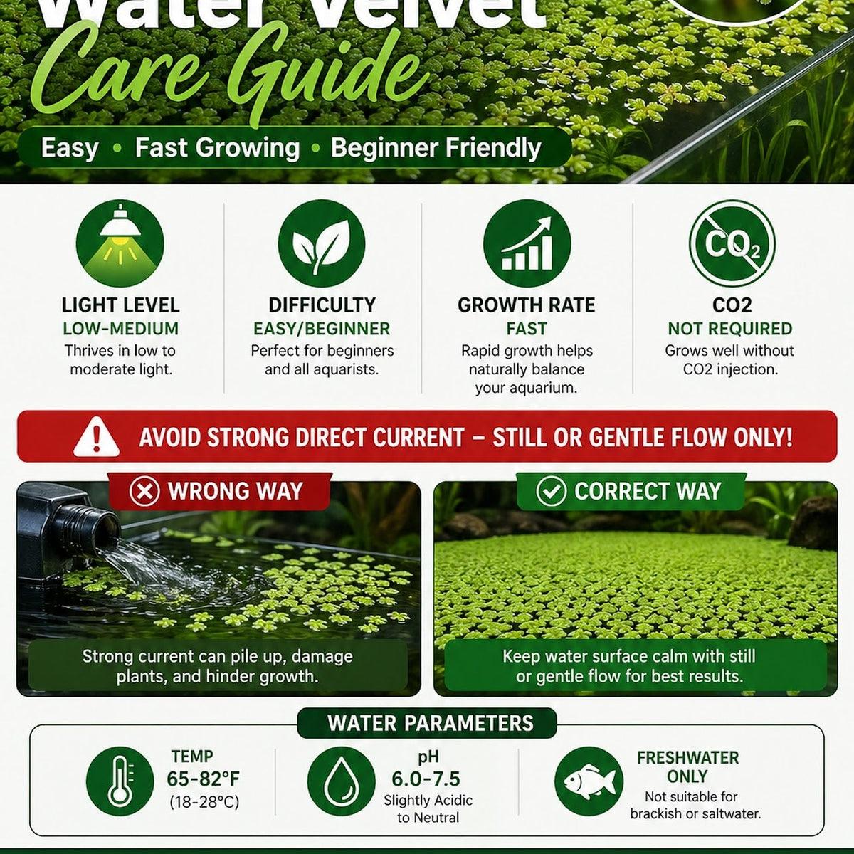 Azolla Filiculoides Water Velvet Floating Aquarium Plant Easy Care Mosquito Fern for Fish Tanks Ponds