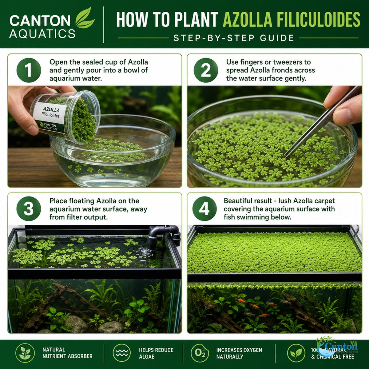 Azolla Filiculoides Water Velvet Floating Aquarium Plant Easy Care Mosquito Fern for Fish Tanks Ponds
