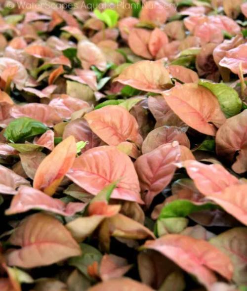 Arrowhead Plant (Syngonium) – Live Houseplant