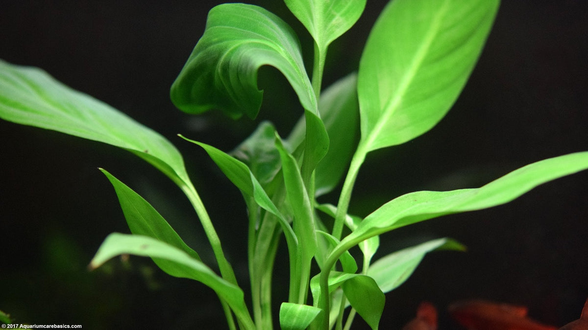 Brazilian Sword “Peace Lily” (Spathiphyllum sp)