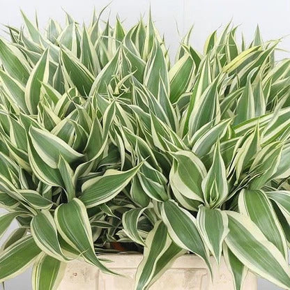 Sanderiana Variegated (Dracaena sanderiana) – Lucky Bamboo Variegated