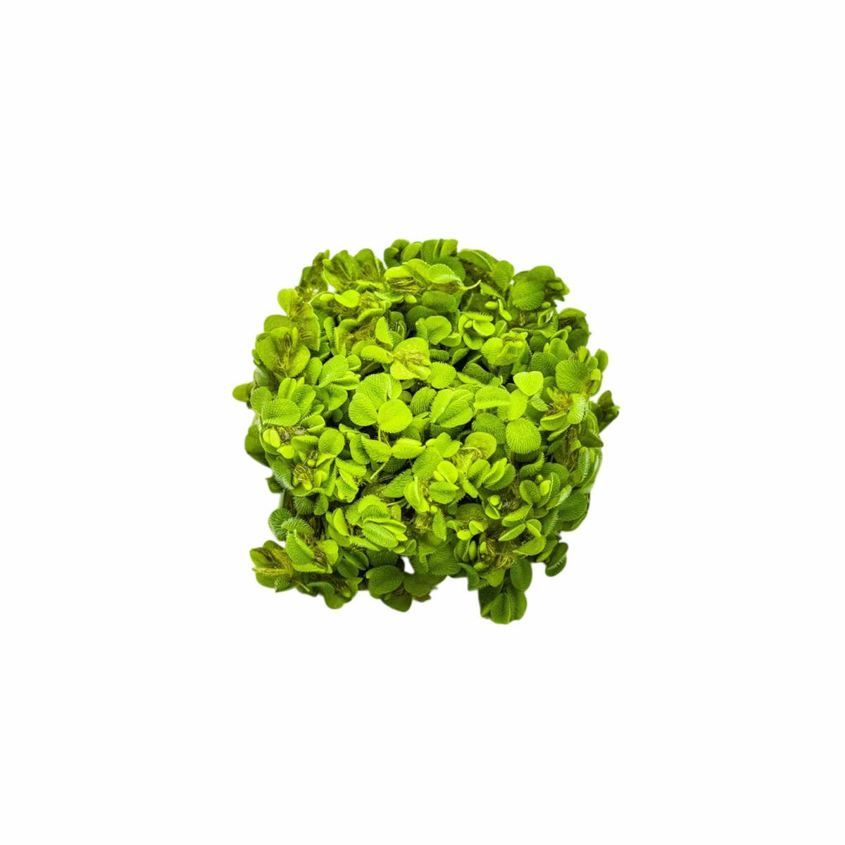 Salvinia Live Floating Aquarium & Pond Plant