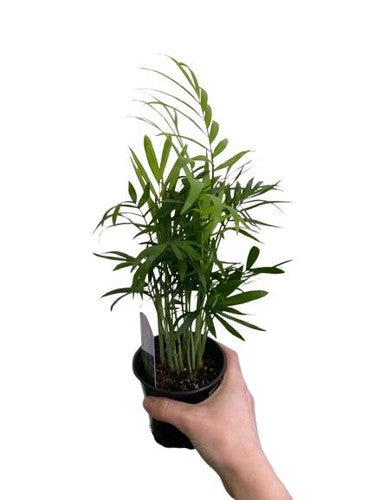 Bella Palm Chamaedorea Elegans Easy Live Plants Free Shipping