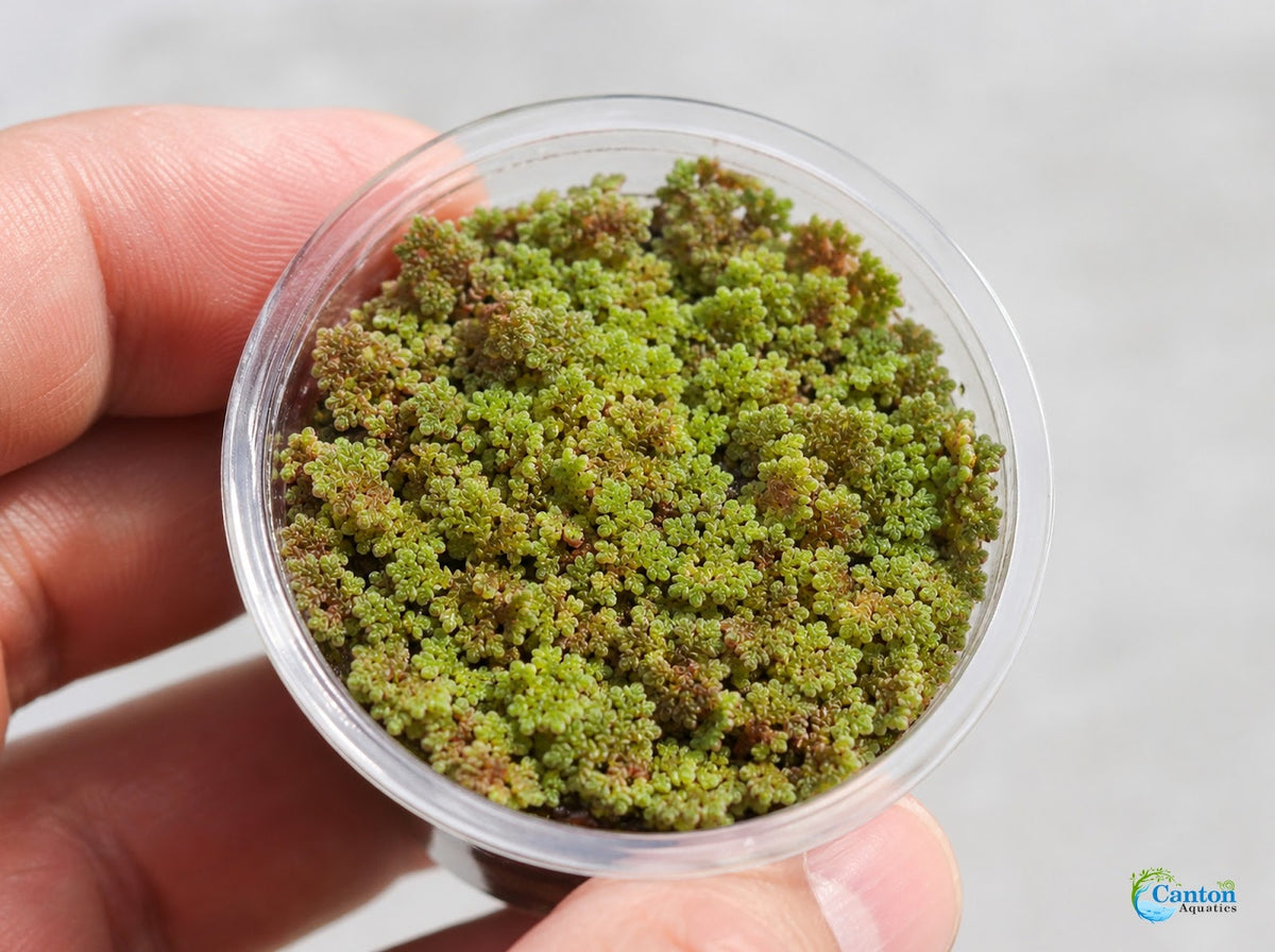 Azolla Filiculoides Water Velvet Floating Aquarium Plant Easy Care Mosquito Fern for Fish Tanks Ponds