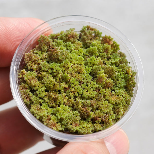 Azolla Filiculoides Water Velvet Floating Aquarium Plant Easy Care Mosquito Fern for Fish Tanks Ponds