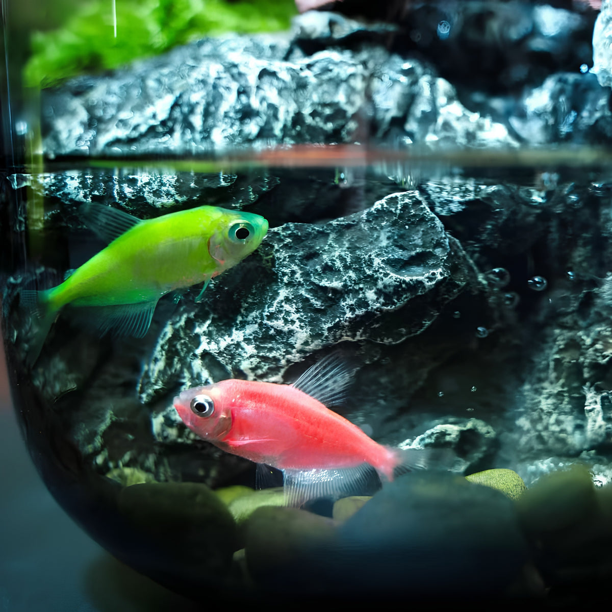 Serenity Zen Garden Desktop Aquarium - Miniature Asian Landscape Terrarium | Self-Sustaining Glass Ecosystem