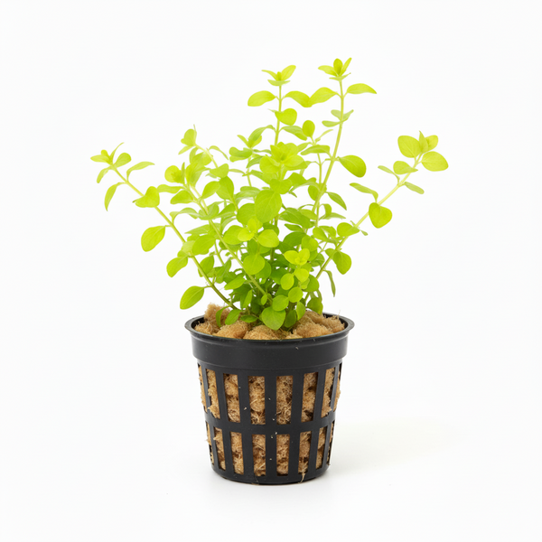 Golden Lloydiella-Golden Creeping Jenny [Lysimachia nummularia