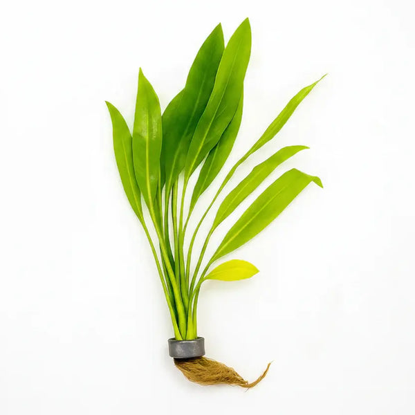 Amazon Sword Echinodorus amazonicus live freshwater aquarium plant from PlantedPro