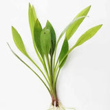 Single Amazon Sword live aquarium plant with broad green leaves and white roots on white background
