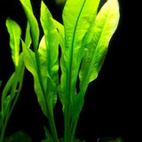 Amazon Sword plant with tall bright green leaves growing in a freshwater aquarium under aquarium lighting