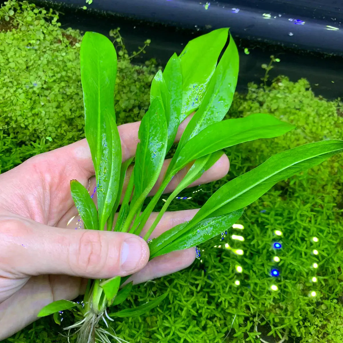 Hand holding a rooted Amazon Sword plant with bright green lance-shaped leaves over a planted aquarium