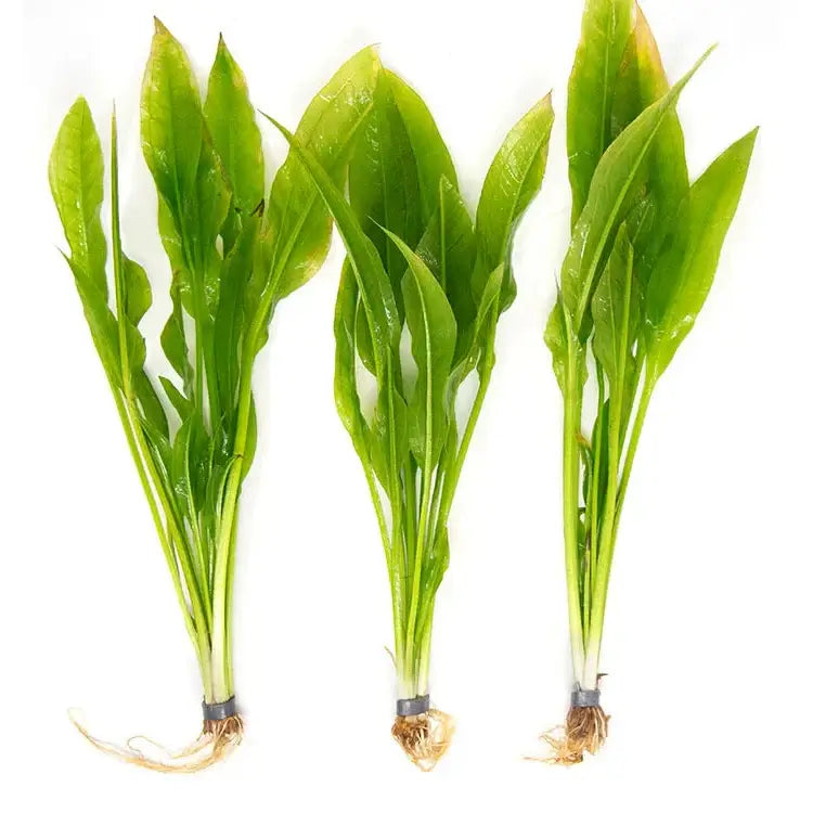 Three Amazon Sword Echinodorus amazonicus plants with roots on white background, ready to plant