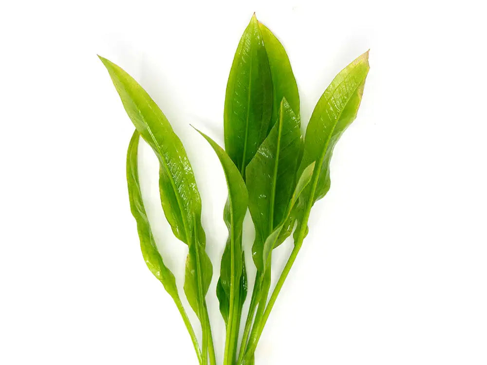 	Close-up of Amazon Sword Echinodorus amazonicus leaves showing wavy leaf texture on white background
