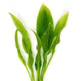 	Close-up of Amazon Sword Echinodorus amazonicus leaves showing wavy leaf texture on white background
