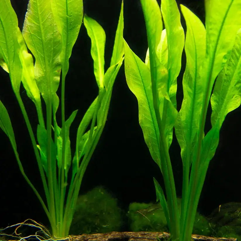 Two mature Amazon Sword plants with long lance-shaped leaves planted in a freshwater aquarium substrate