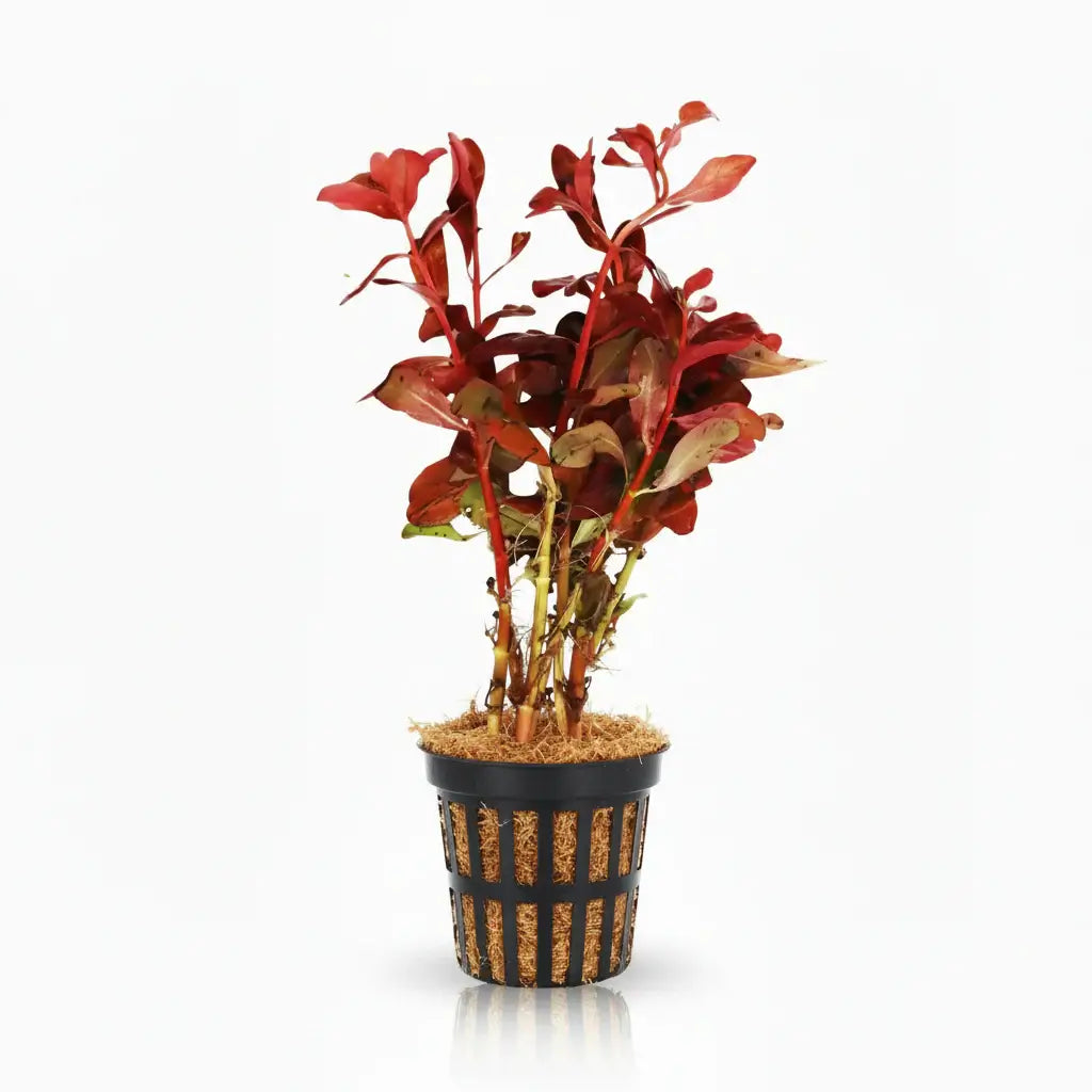 Ammania Gracilis bundle of thin red-orange stems on white background, live aquarium plant