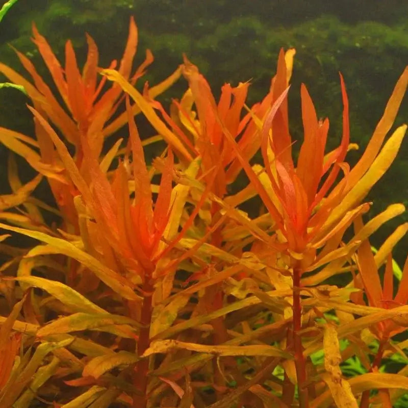 Ammania Gracilis dense stem cluster with fine red-tinted narrow leaves