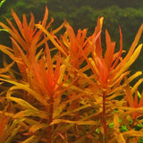 Ammania Gracilis dense stem cluster with fine red-tinted narrow leaves
