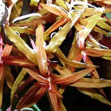 Ammania Gracilis background aquarium plant showing full mature stem height
