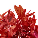 Close-up of Ammania Gracilis narrow lance-shaped leaves showing orange-red coloration