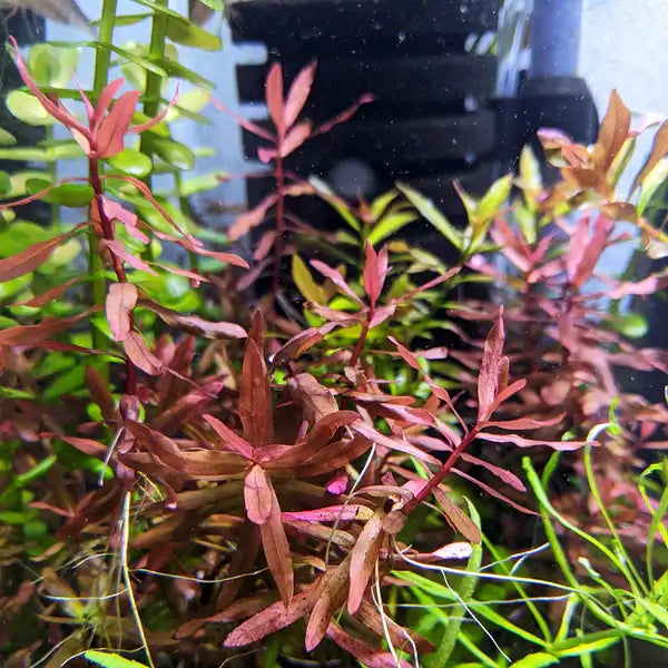 Ammania Gracilis stem plant growing as a background aquarium plant in planted tank