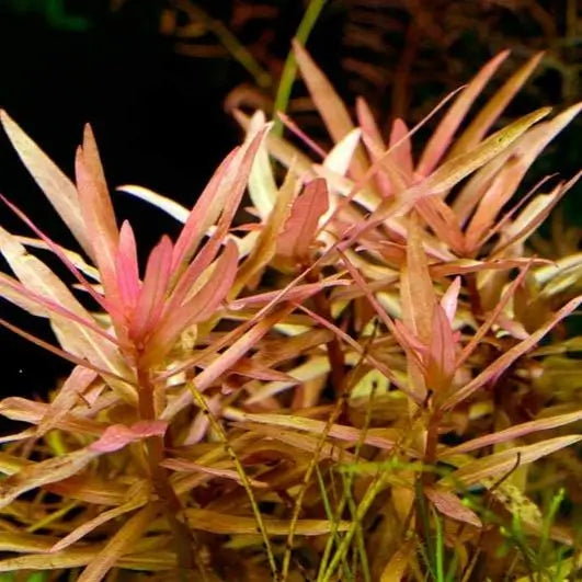 Ammania Gracilis bushy stem bundle showing color gradient from green to red