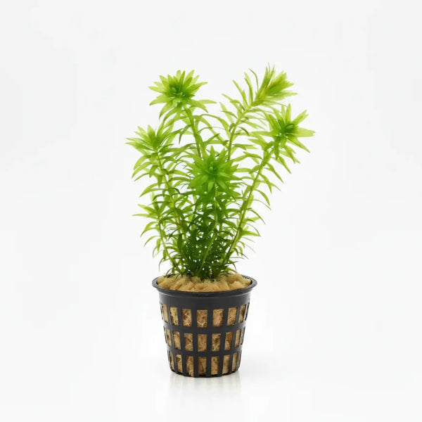Anacharis Elodea fast-growing oxygenating bundle on white background