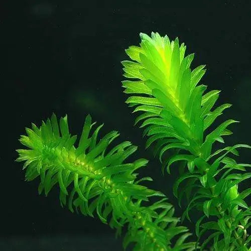 Elodea Densa
