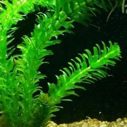 Elodea Densa