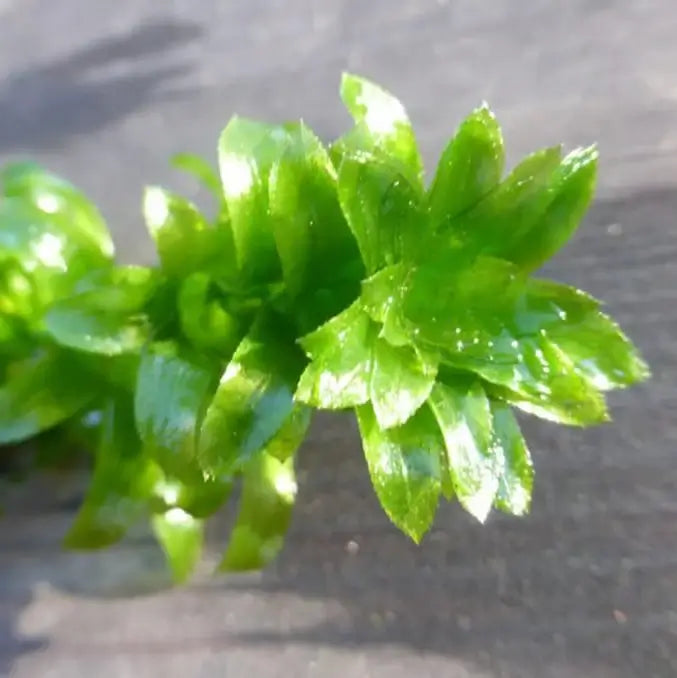 Anacharis Elodea bushy oxygenating stem cluster ideal for beginner tanks