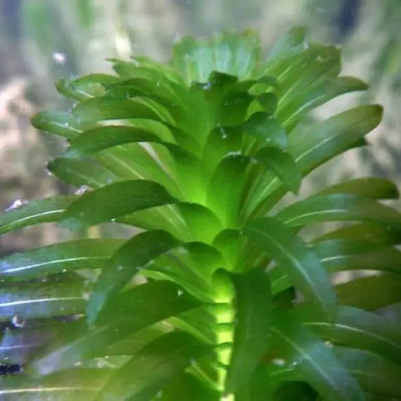 Anacharis fast-growing background aquarium plant showing full stem length
