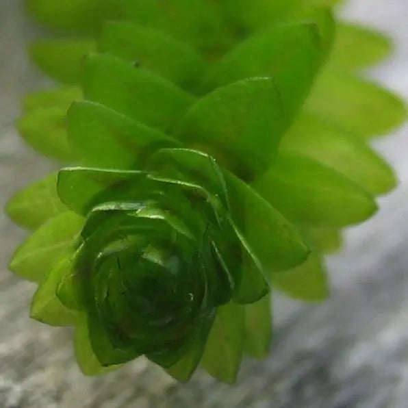 Anacharis Elodea beginner-friendly pond and aquarium plant with dense whorls