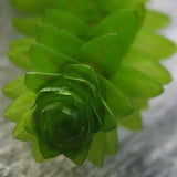 Anacharis Elodea beginner-friendly pond and aquarium plant with dense whorls