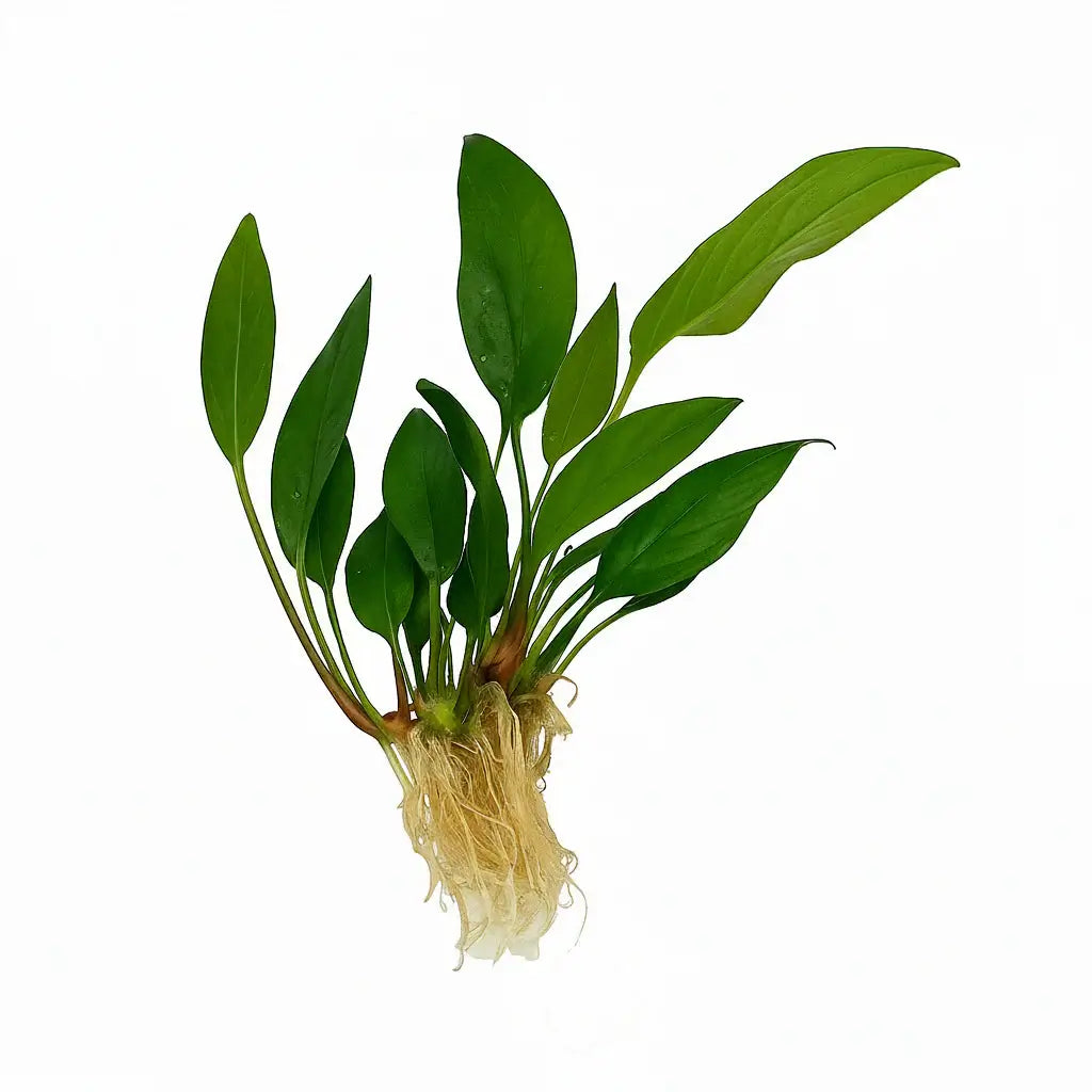 Anubias Frazeri Large live aquarium plant with broad green leaves on white background