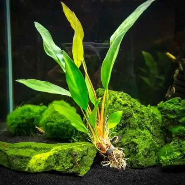 Anubias Frazeri Large attached to driftwood in a low-light freshwater planted aquarium