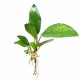 Anubias Frazeri rhizome and root structure visible on white background