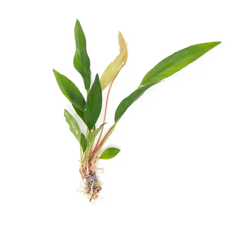 Anubias Frazeri Large midground plant growing in aquascape with rocks and substrate