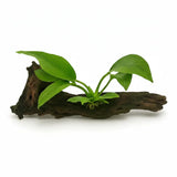 X-Large Anubias Hastifolia live freshwater aquarium plant from PlantedPro